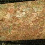 Lecythis idatimon Bark