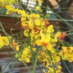 Parkinsonia aculeata Alia