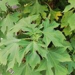 Tithonia diversifolia Feuille