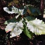 Quercus michauxii Leaf