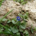 Veronica acinifolia Pokrój