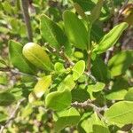 Mascarenhasia arborescens Hoja