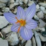 Crocus cancellatus