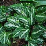 Goeppertia undulata 整株植物