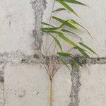 Phyllostachys aurea Other