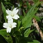 Epilobium ciliatum Floare