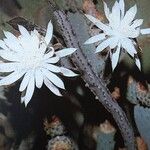 Peniocereus greggii Blüte