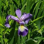 Iris versicolor Kvet