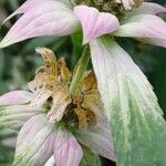 Monarda punctata Blomst