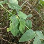 Desmodium paniculatum Leaf