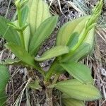Miconia hypoleuca Leaf