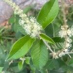Croton lachnostachyus Flower