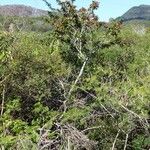 Arthroclianthus deplanchei Habitat