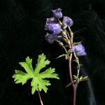 Delphinium nepalense Hábito