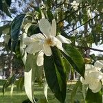 Magnolia virginianaBlüte