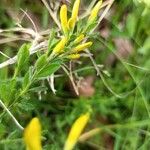 Cytisus decumbens Flor