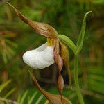 Cypripedium montanum Λουλούδι