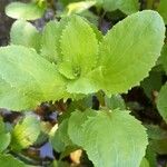 Erythranthe guttata Leaf