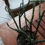 Rhipsalis grandiflora Leaf