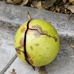 Cerbera manghas Frugt