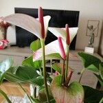 Anthurium andraeanum Flor