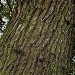 Quercus × rosacea Corteza