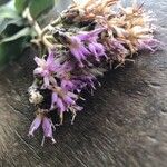 Vernonia brachycalyx Λουλούδι