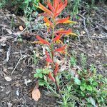 Castilleja subinclusa Habitatea