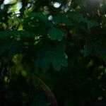 Senna surattensis Hoja