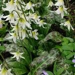 Erythronium oregonum Folla