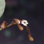 Piliostigma thonningii Λουλούδι