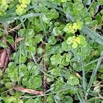 Chrysosplenium oppositifolium Blad