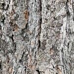 Pinus strobus Bark