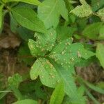 Toxicodendron radicans Ліст