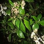 Ageratina ligustrina Hoja
