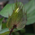 Gossypium arboreum Kvet