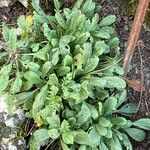 Scabiosa triandra Leaf