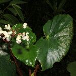 Begonia multinervia Blüte