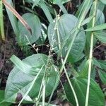 Scleria secans Лист