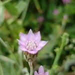 Xeranthemum cylindraceum Flower