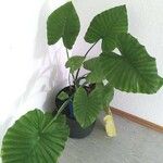 Alocasia odora Liść