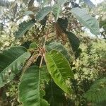 Croton megalocarpus Levél