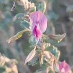 Ononis tridentata फूल