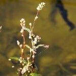 Persicaria minorЦвят