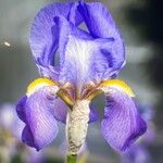 Iris pallida Çiçek