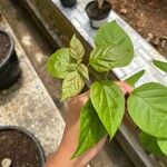 Capsicum chinense Hoja