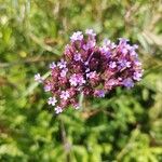 Verbena bonariensisFloare