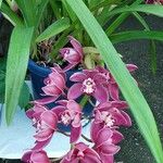 Cymbidium devonianum Habit