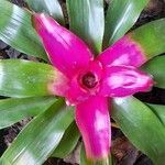 Neoregelia carolinae Листок