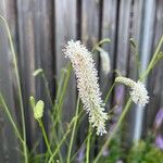 Sanguisorba alpina